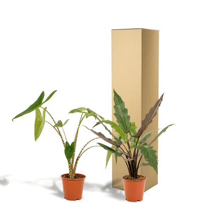 Pflanzenset - Pfeilblätter - Alocasia Zebrina - Ø19cm - ↕75cm + Alocasia Lauterbachiana - Ø19cm - ↕75cm 