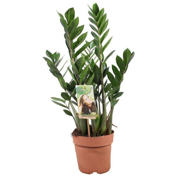 Glücksfeder - Zamioculcas Zamiifolia - Zimmerpflanze - Ø17cm - ↕70cm 