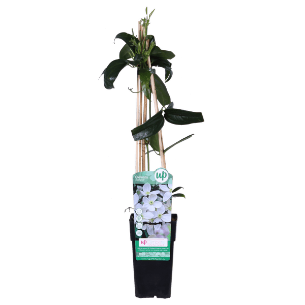 Armands Waldrebe - Clematis armandii - Immergrüne Clematis Weiß - Ø15cm - ↕65cm 
