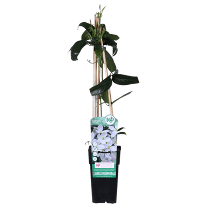 Armands Waldrebe - Clematis armandii - Immergrüne Clematis Weiß - Ø15cm - ↕65cm 