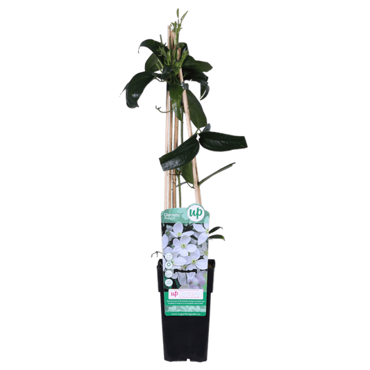 Armands Waldrebe - Clematis armandii - Immergrüne Clematis Weiß - Ø15cm - ↕65cm 