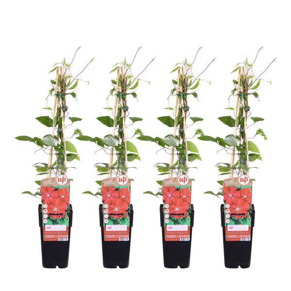 Waldrebe - Clematis 'Rouge Cardinal' - ↨65cm - Ø15cm - 4 Stück 
