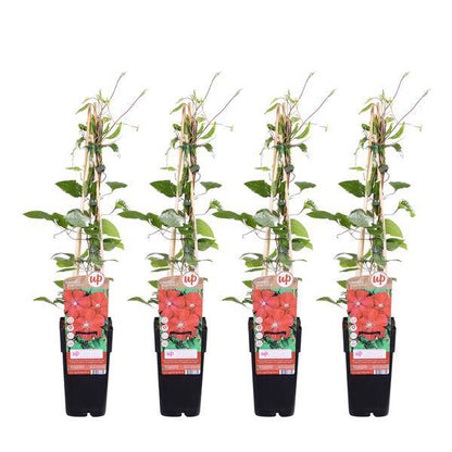 Waldrebe - Clematis 'Rouge Cardinal' - ↨65cm - Ø15cm - 4 Stück 
