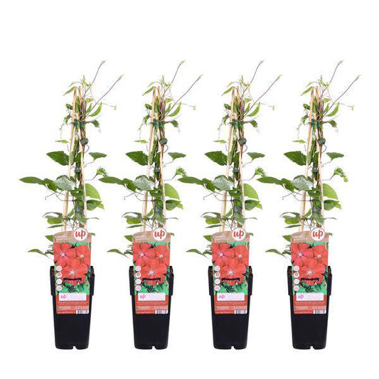 Waldrebe - Clematis 'Rouge Cardinal' - ↨65cm - Ø15cm - 4 Stück 
