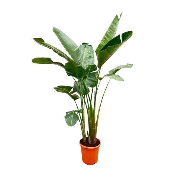 Strelitzia Augusta – Baum-Strelitzie XXL – Weißer Paradiesvogel – 250cm hoch – Ø38cm – Zimmerpflanze mit großen Fächerblättern – Exotischer Blickfang für helle Räume 