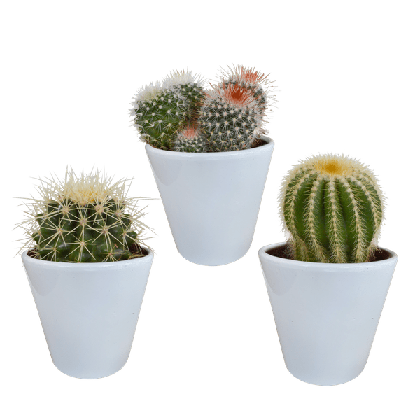 Kaktus - Bolcactus - Mix - 8,5 cm - Zimmerpflanze - in weißem Topf 