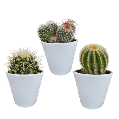 Kaktus - Bolcactus - Mix - 8,5 cm - Zimmerpflanze - in weißem Topf 