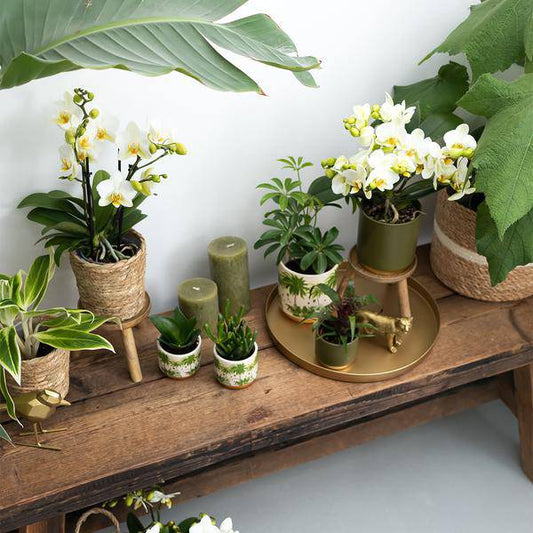 Sukkulente - Crassula Hobbit - Zimmerpflanze - Ø9cmaSukkulente Crassula Hobbit – Robuste Zimmerpflanze – Ø9cm – Kleine, pflegeleichte Grünpflanze für Zuhause und Büro 