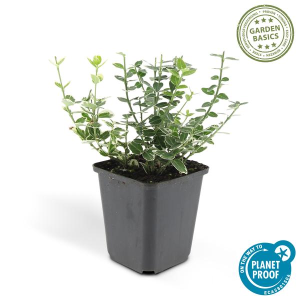 Kletter-Spindelstrauch Euonymus fortunei 'Emerald 'n Gaiety' – 6 Pflanzen – ↕10-25cm – Ø9cm – Winterhart & pflegeleicht – Bodendecker, Hecke & Solitär 