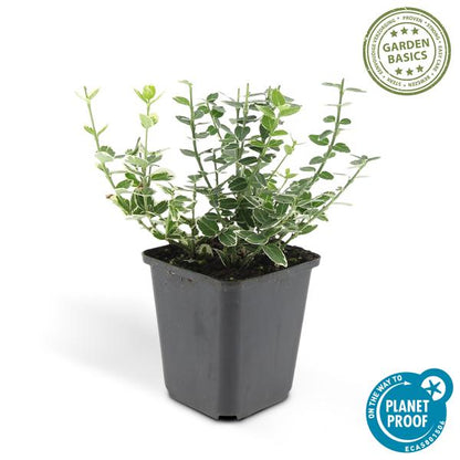 Kletter-Spindelstrauch Euonymus fortunei 'Emerald 'n Gaiety' – 6 Pflanzen – ↕10-25cm – Ø9cm – Winterhart & pflegeleicht – Bodendecker, Hecke & Solitär 