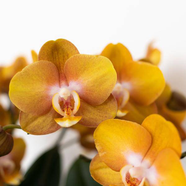 Orange-goldene Phalaenopsis-Orchidee - Jewel Las Vegas - Topfgröße Ø12cm - blühende Topfpflanze 