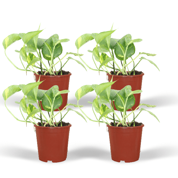 Efeutute - Epipremnum Aureum Scindapsus - Zimmerpflanze - Ø12cm - ↕20cm - 4 Stück 