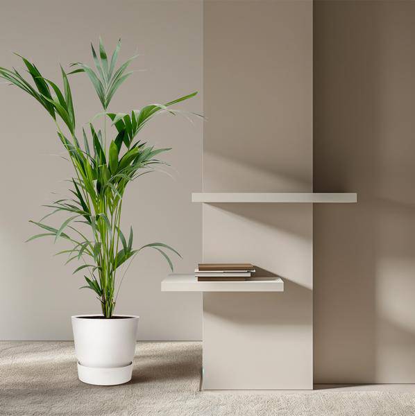 Kentia-Palme – Howea forsteriana – Zimmerpflanze – 160cm – Ø24cm – elegante Grünpflanze für Wohnzimmer, Büro & Wintergarten – pflegeleichte Palme 