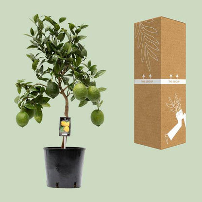 Zitronenbaum - Zitrusfrucht Zitrone - Zimmerpflanze - Ø22cm - ↕80cm 