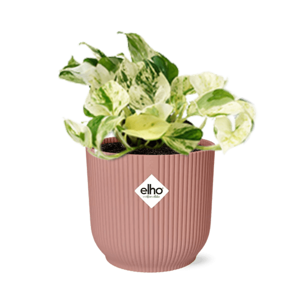 Efeutute - Epipremnum Pinnatum Happy Leaf - Zimmerpflanze + Topf Vibes Fold 14cm Rosa 