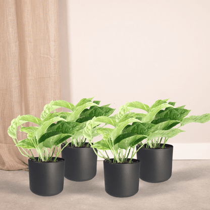 Efeutute - Epipremnum Marble Queen - Ø12cm - ↕15cm - 4 Stück 
