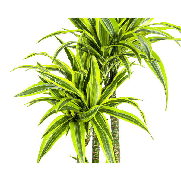 Drachenbaum Dracaena Deremensis Lemon Lime – Zimmerpflanze – Ø27 cm Topf – 180 cm hoch – dekorative Blattpflanze mit lebhaften Grüntönen 