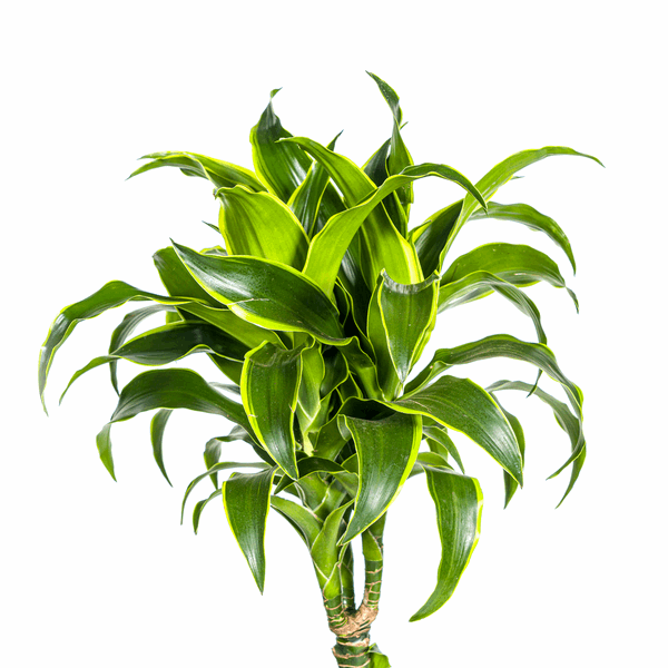 Dracaena Deremensis Dorado – Drachenbaum – Ø24cm – ↕120-140cm – Elegante Zimmerpflanze mit dunkelgrünen Blättern & gelbem Rand – Pflegeleicht & luftreinigend 