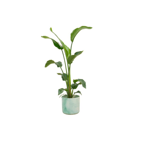 Strelitzia Nicolai – Baum-Strelitzie – Zimmerpflanze ca. 100 cm – Topf Ø22 cm – inkl. Ocean Pacific Green Übertopf – Tropisches Flair für Zuhause & Büro 