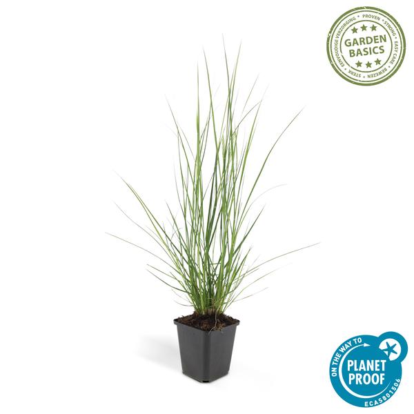 Lampenputzergras Pennisetum alopecuroides 'Hameln' – ↕10-25cm – Ø9cm – 6 Pflanzen – Cremige Blüten von August–Herbst – Pflegeleichtes Ziergras für Garten & Pflanzgefäße 