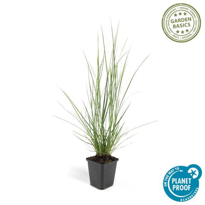 Lampenputzergras Pennisetum alopecuroides 'Hameln' – ↕10-25cm – Ø9cm – 6 Pflanzen – Cremige Blüten von August–Herbst – Pflegeleichtes Ziergras für Garten & Pflanzgefäße 