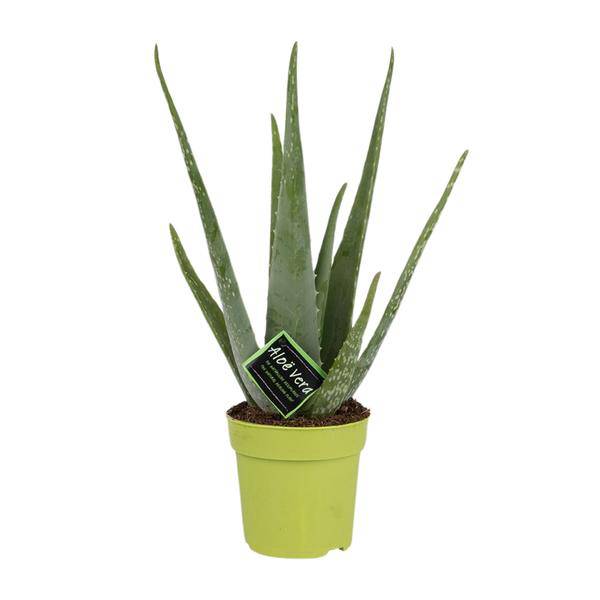 Echte Aloe - Aloe Vera - Zimmerpflanze - Ø12cm - ↕45cm 