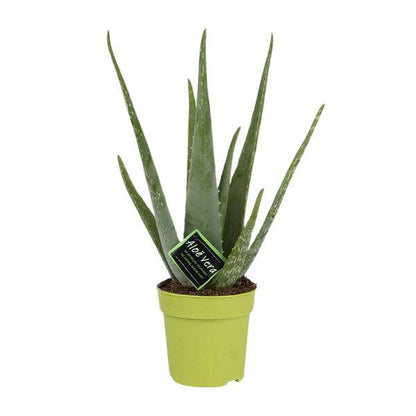 Echte Aloe - Aloe Vera - Zimmerpflanze - Ø12cm - ↕45cm 