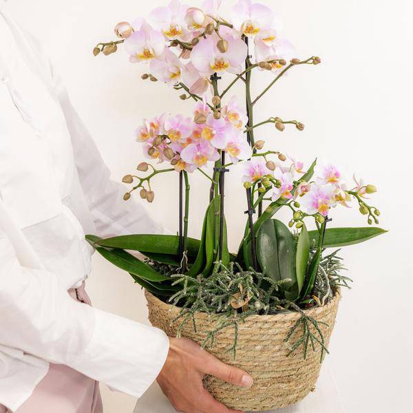 Einlage mit Wasserreservoir für Orchideenschale – Bewässerungssystem für Orchideen – Feldstrauß 1x12cm + 2x9cm + 3x WaterWicks – Selbstbewässerung für Kolibri Orchideen – Ø25cm 