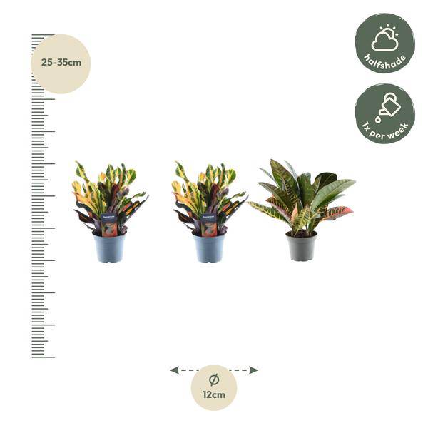 Croton Codiaeum Mix – 3 Pflanzen im Set – Wunderstrauch – Bunte Zimmerpflanzen – Exotische Blattschmuckpflanzen – Ø12cm – ↕30cm 