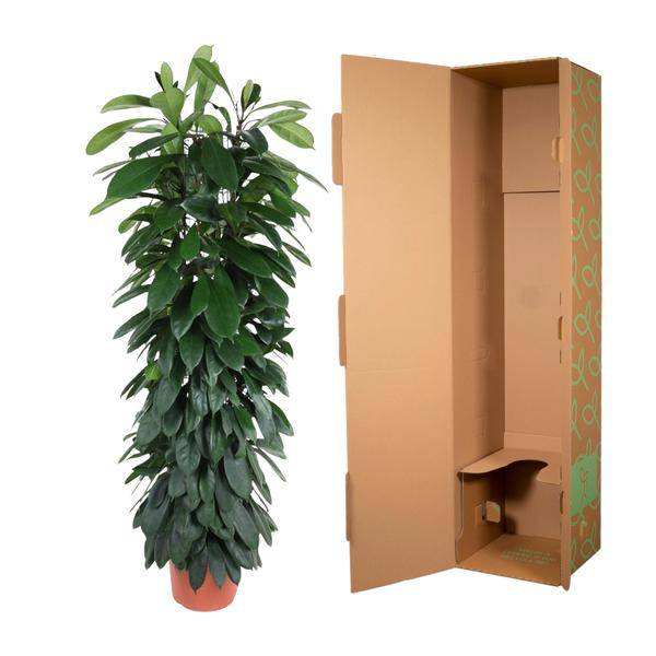 Gummibaum – Ficus Cyathistipula 150cm – Ø29cm – Elegante Zimmerpflanze mit glänzenden grünen Blättern – Immergrüne Dekopflanze für Wohnzimmer, Büro & Wintergarten – Pflegeleicht 