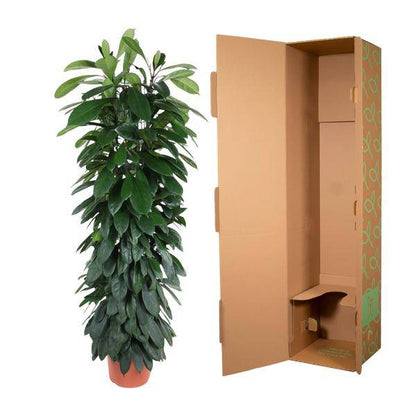 Gummibaum – Ficus Cyathistipula 150cm – Ø29cm – Elegante Zimmerpflanze mit glänzenden grünen Blättern – Immergrüne Dekopflanze für Wohnzimmer, Büro & Wintergarten – Pflegeleicht 