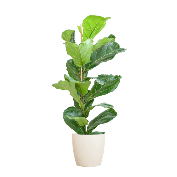 Ficus Lyrata – Geigen-Feige – Zimmerpflanze ↕80cm – Ø21cm – große Blätter – inklusive nachhaltigem Viber Topf Weiß – dekorative Grünpflanze für Zuhause und Büro 