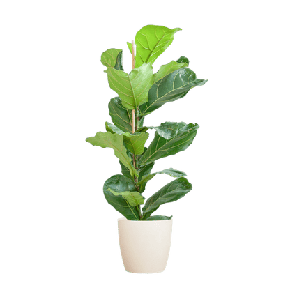 Ficus Lyrata – Geigen-Feige – Zimmerpflanze ↕80cm – Ø21cm – große Blätter – inklusive nachhaltigem Viber Topf Weiß – dekorative Grünpflanze für Zuhause und Büro 