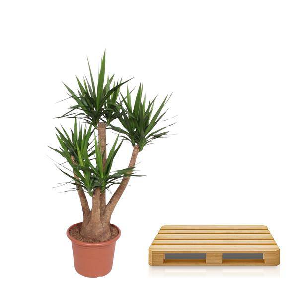 Riesen-Palmlilie – Yucca Elephantipes verzweigt – Zimmerpflanze 170cm – Ø45cm – Pflegeleichte Grünpflanze mit langen, spitzen Blättern – Tropischer Blickfang für Wohnzimmer, Büro & Wintergarten 