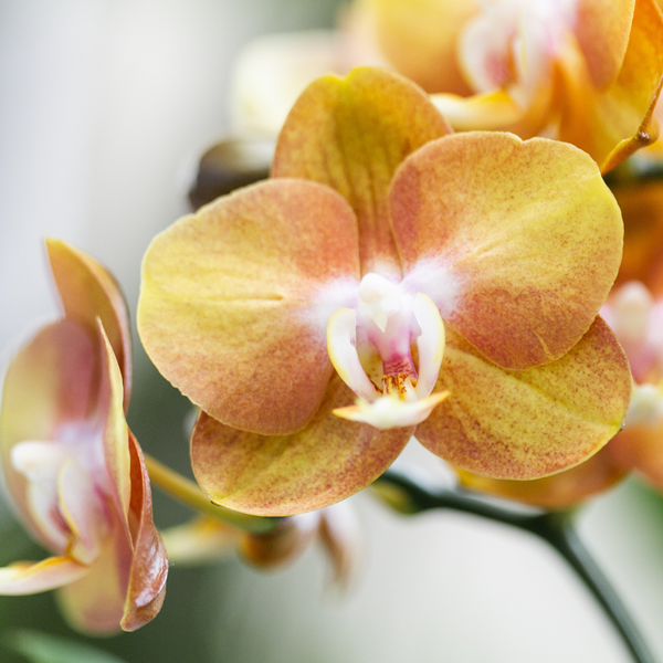 Orange Phalaenopsis-Orchidee Las Vegas im goldenen Groove-Ziertopf - Ø12cm 