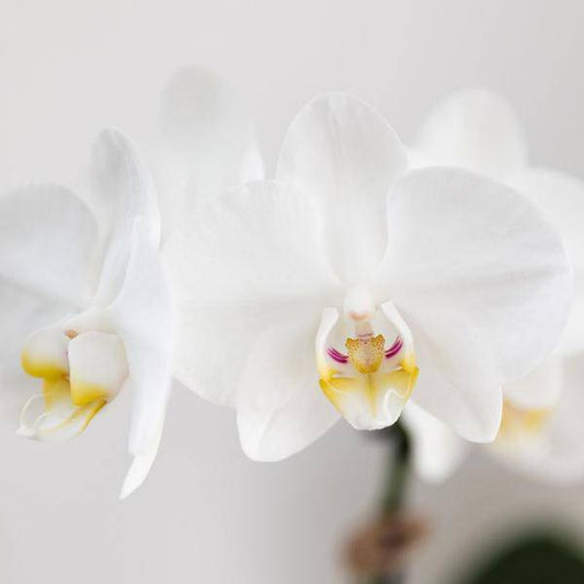 Phalaenopsis Orchidee Amabilis Weiß und Sukkulente Crassula Hobbit im blauen Painted Stripe Topf Ø9cm + Ø6cm - Zimmerpflanze - Pflanzset 