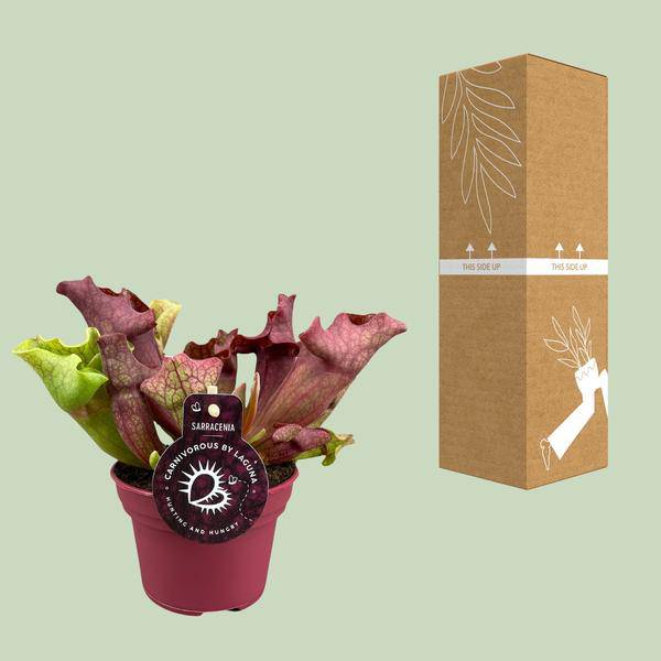 Schlauchpflanze Sarracenia – Kannenpflanze – Zimmerpflanze – Ø12cm Topf – ca. 20cm – Pflegeleicht & Exotisch 