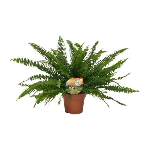Schwertfarn - Nephrolepis Green Lady - Zimmerpflanze - Ø17cm - ↕40cm 