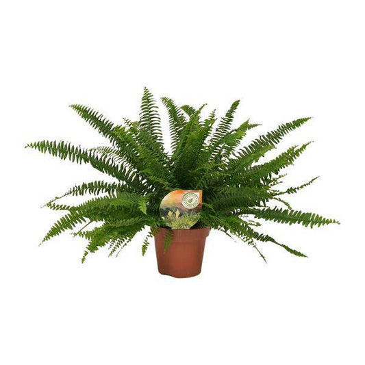 Schwertfarn - Nephrolepis Green Lady - Zimmerpflanze - Ø17cm - ↕40cm 