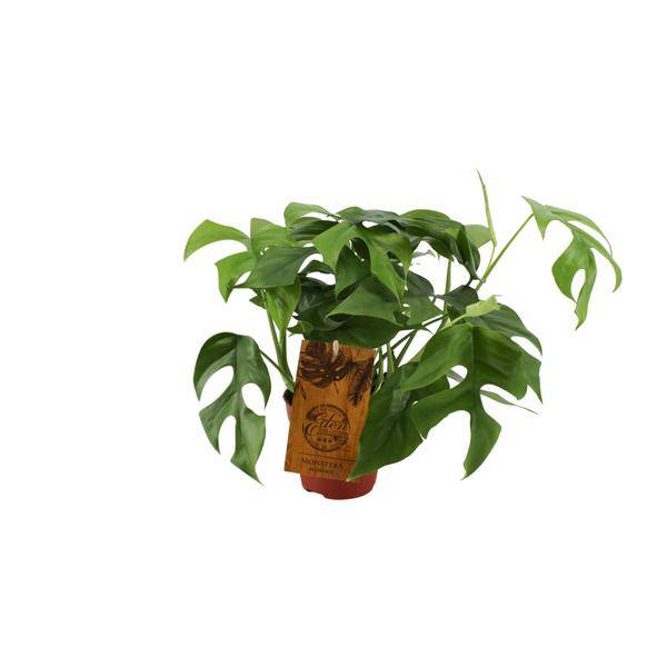 Fensterblatt - Monstera Minima - Zimmerpflanze - Ø12cm - ↕30cm 