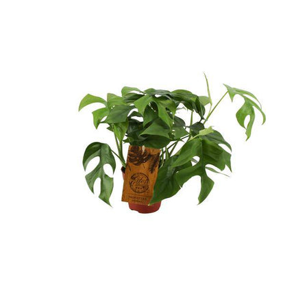 Fensterblatt - Monstera Minima - Zimmerpflanze - Ø12cm - ↕30cm 