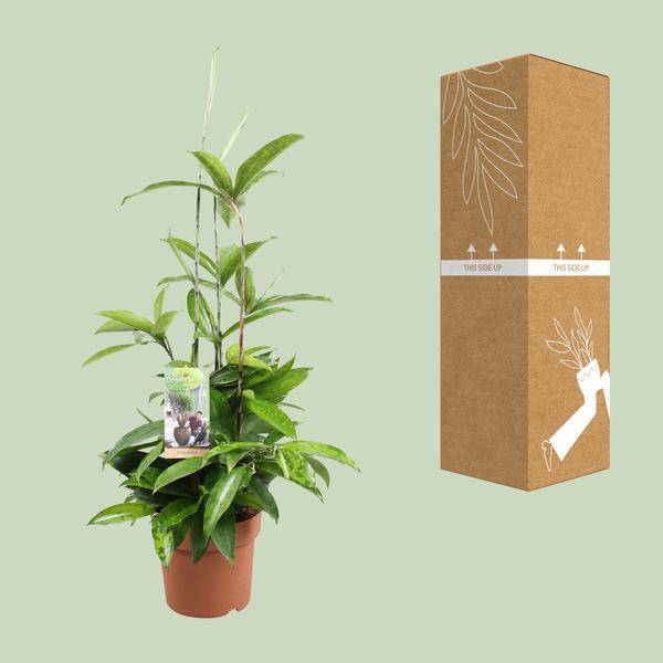 Drachenbaum - Dracaena Surculosa - Zimmerpflanze - Ø17cm - ↕55cm 