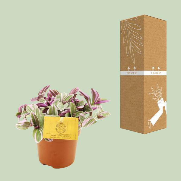 Tradescantia Sweetness – Dreimasterblume – Zimmerpflanze – Ø10,5cm – Höhe ca. 10cm – Kompakte, pflegeleichte Blattschmuckpflanze – Für Fensterbank & Büro 