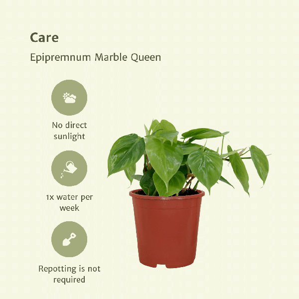 Baumfreund - Philodendron Scandens - Zimmerpflanze - 5cm - ø12cm - 2 Stück 
