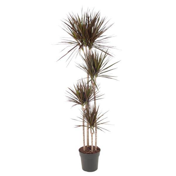 Drachenbaum – Dracaena Magenta 180cm – Ø27cm – Zimmerpflanze mit grünen Blättern & magentafarbenem Rand – Tropische Dekopflanze für Wohnzimmer, Büro & Wintergarten – Pflegeleicht 