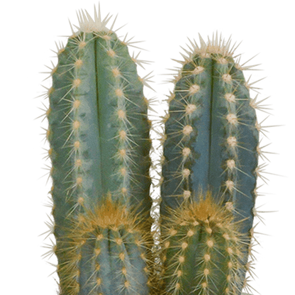 Kakteen Mix - Zimmerpflanze - 8,5 cm - 3 Stück + Topf 
