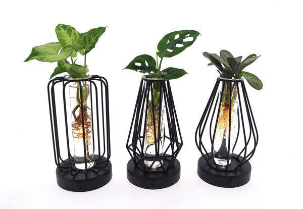 Zimmerpflanzen Mix im Turin Glas mit LED – 3er Set – Ø7cm, Höhe 20cm – Deko mit Beleuchtung – Pflanzenterrarien mit Licht – Geschenkidee & Raumdeko 