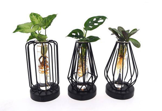 Zimmerpflanzen Mix im Turin Glas mit LED – 3er Set – Ø7cm, Höhe 20cm – Deko mit Beleuchtung – Pflanzenterrarien mit Licht – Geschenkidee & Raumdeko 