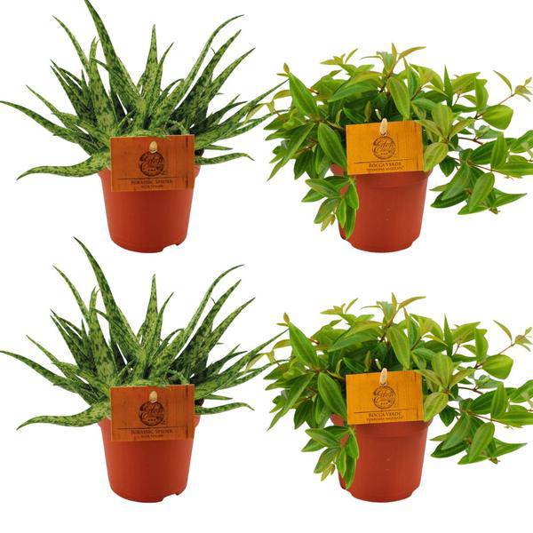 2x Aloe Spider + 2x Peperomia Ang. Rocca Vivace – Zimmerpflanzen-Set – Ø10.5cm – ↕10cm – Pflegeleicht & dekorativ – Für helle & halbschattige Standorte 