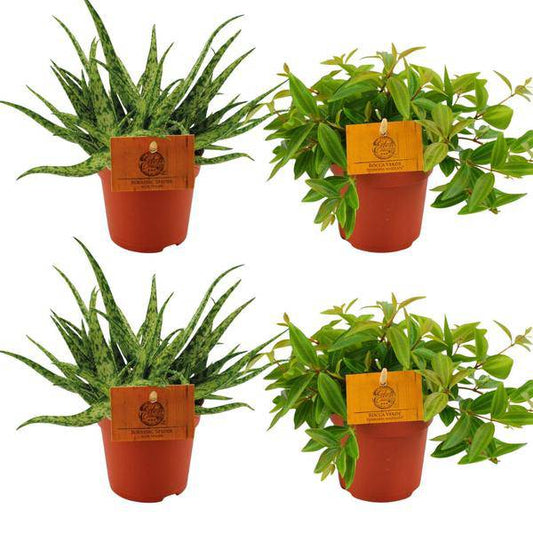 2x Aloe Spider + 2x Peperomia Ang. Rocca Vivace – Zimmerpflanzen-Set – Ø10.5cm – ↕10cm – Pflegeleicht & dekorativ – Für helle & halbschattige Standorte 